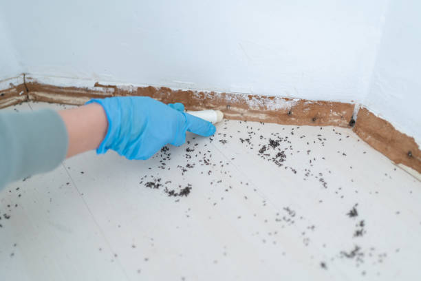 Wasp Removal Services in Adrian, MI